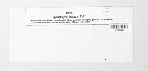 Sphaeropsis malvae image